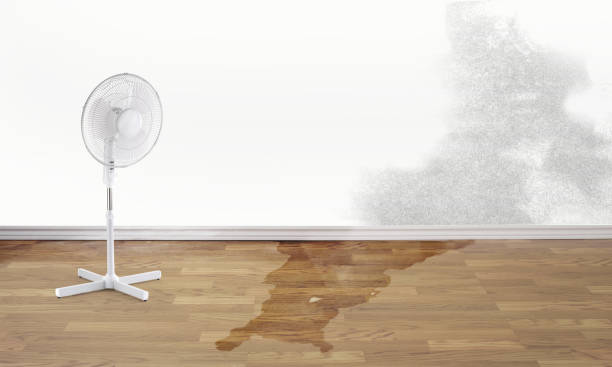 Best Water damage contractors near me  in Springfield, MN