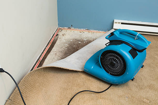 Best Commercial water damage restoration  in Springfield, MN